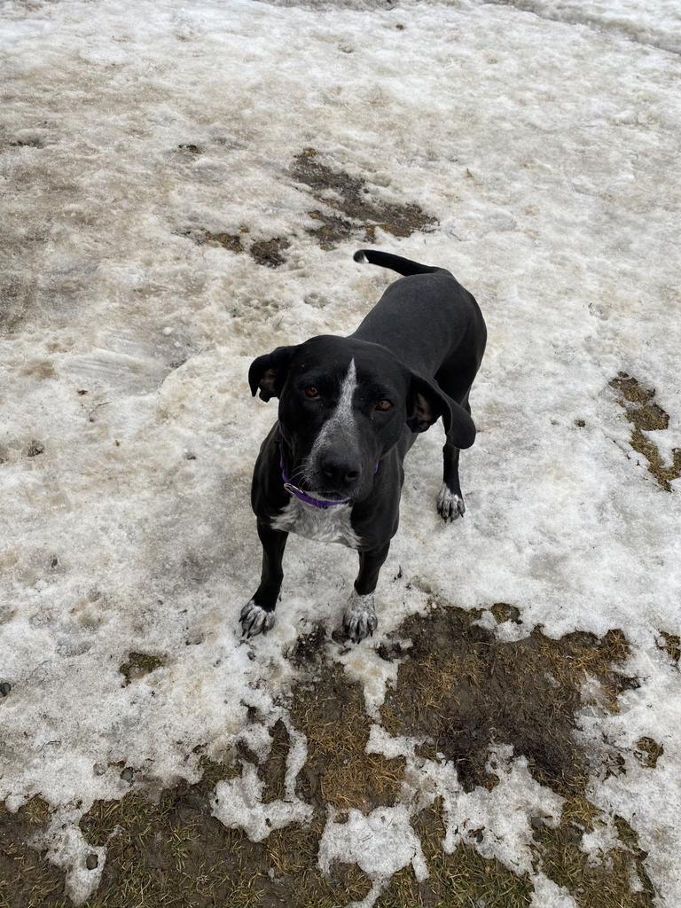 Abby, Adoptable, Adult Female Bluetick Coonhound & Labrador Retriever.