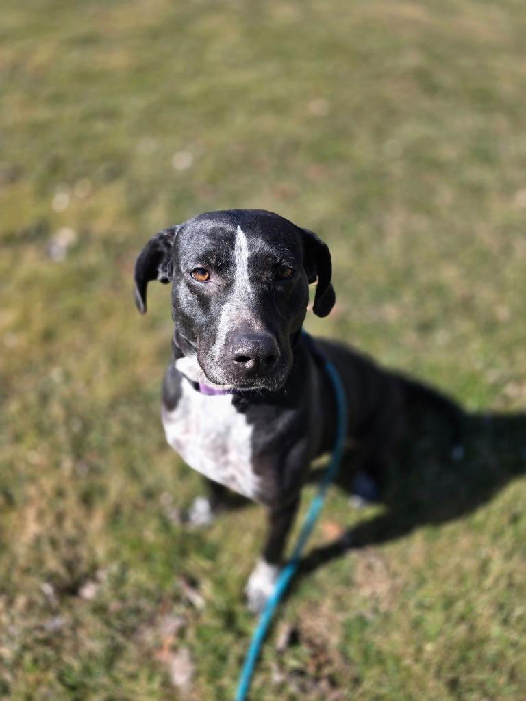 Enlarge Abby, a Adoptable mixed breed in Waverly, NY image 3/6