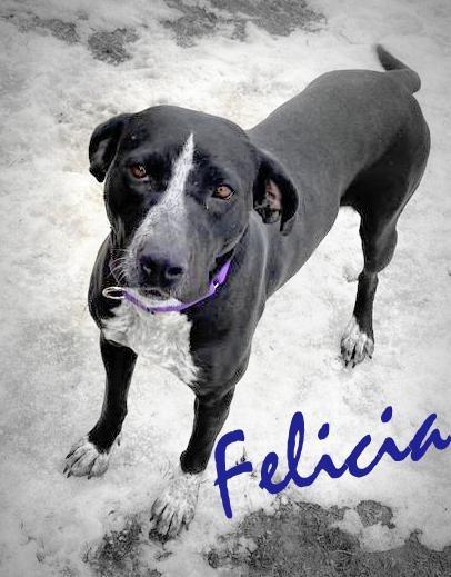 Abby, a Adoptable mixed breed in Waverly, NY image 5/6