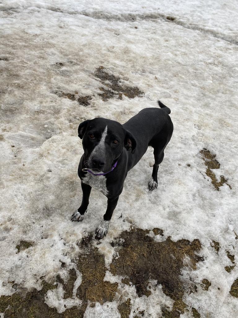 Enlarge Abby, a Adoptable mixed breed in Waverly, NY image 4/6
