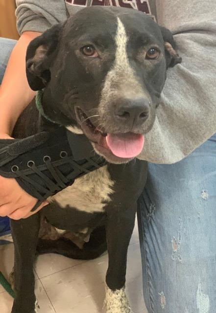 Abby, a Adoptable mixed breed in Waverly, NY image 6/6