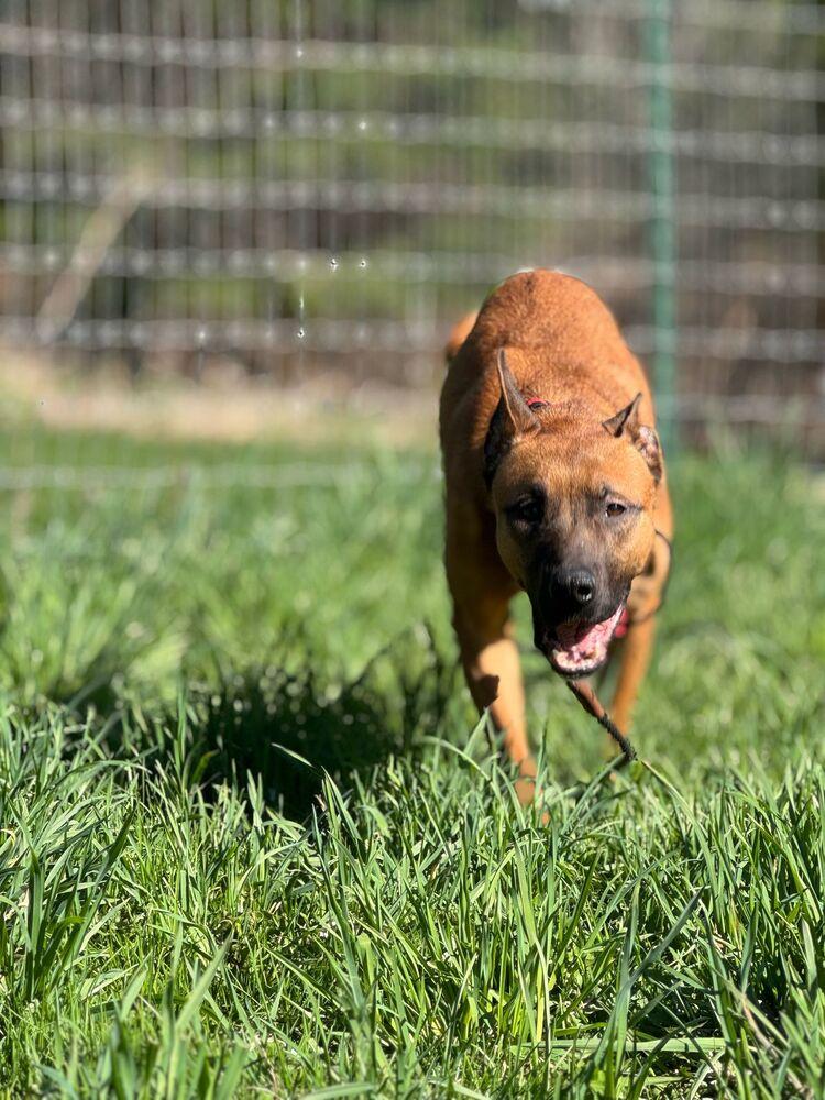 Enlarge Fireball, a Adoptable mixed breed in Winthrop Harbor, IL image 2/6