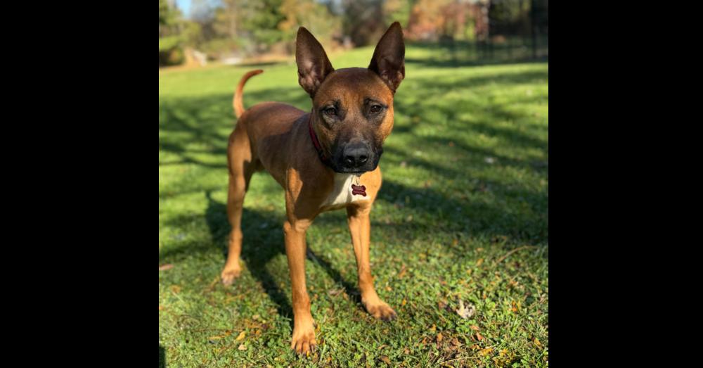 Enlarge Fireball, a Adoptable mixed breed in Winthrop Harbor, IL image 3/6