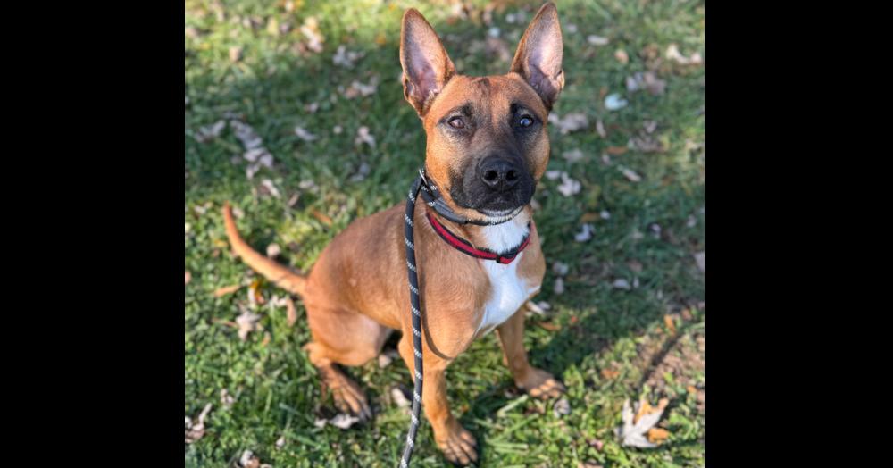Enlarge Fireball, a Adoptable mixed breed in Winthrop Harbor, IL image 4/6