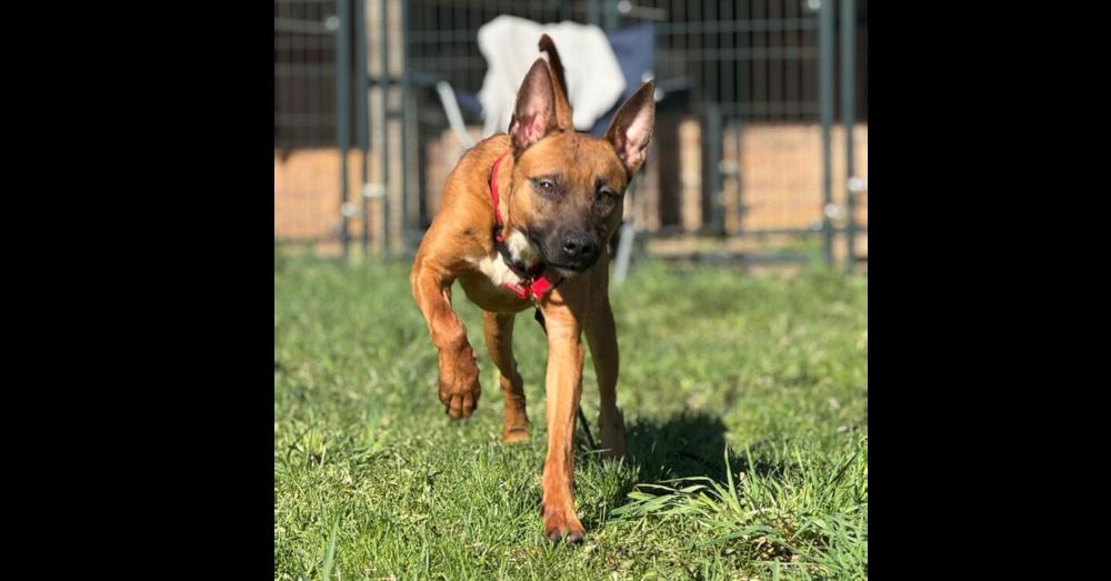 Enlarge Fireball, a Adoptable mixed breed in Winthrop Harbor, IL image 6/6