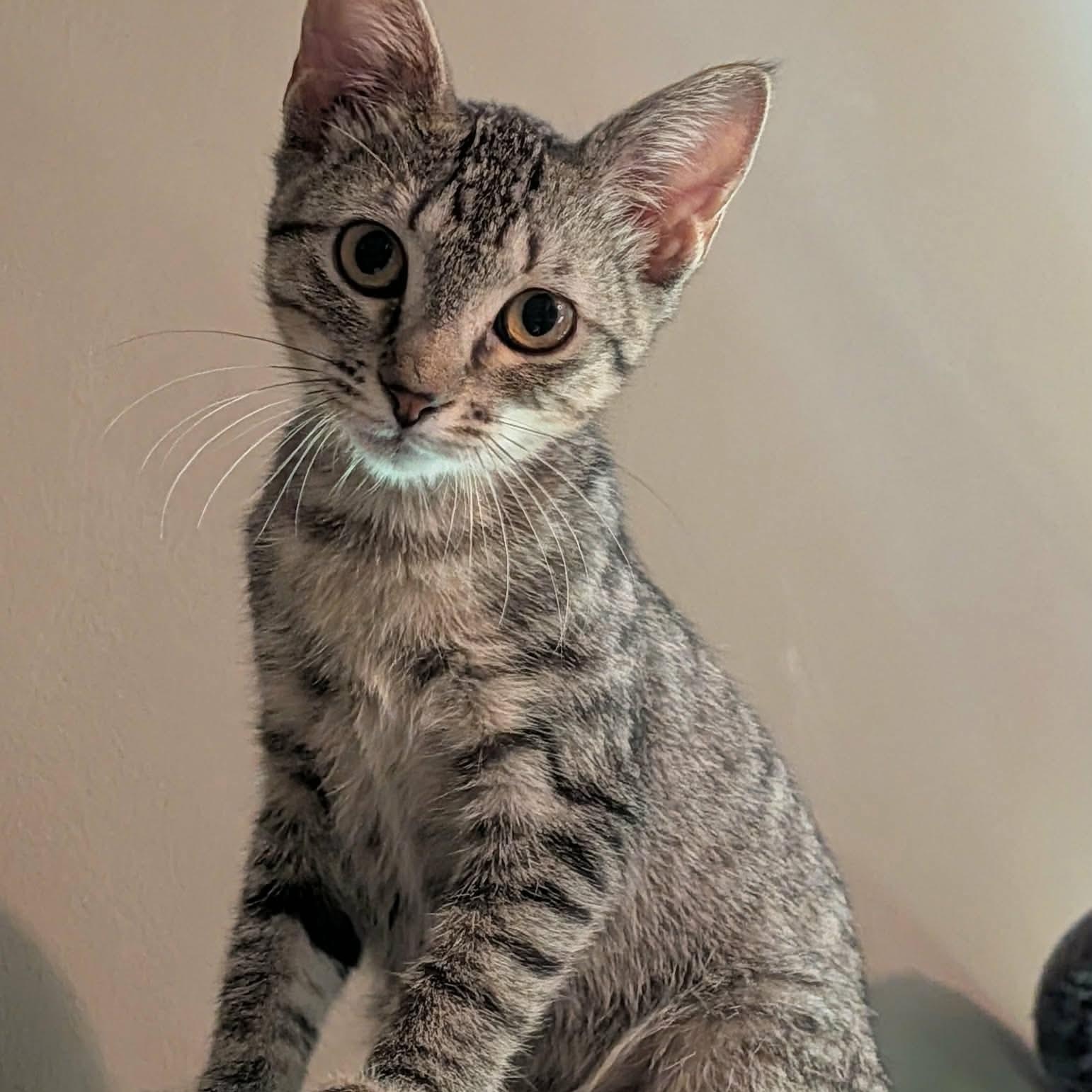 Violet, Adoptable, Kitten Female Domestic Short Hair.