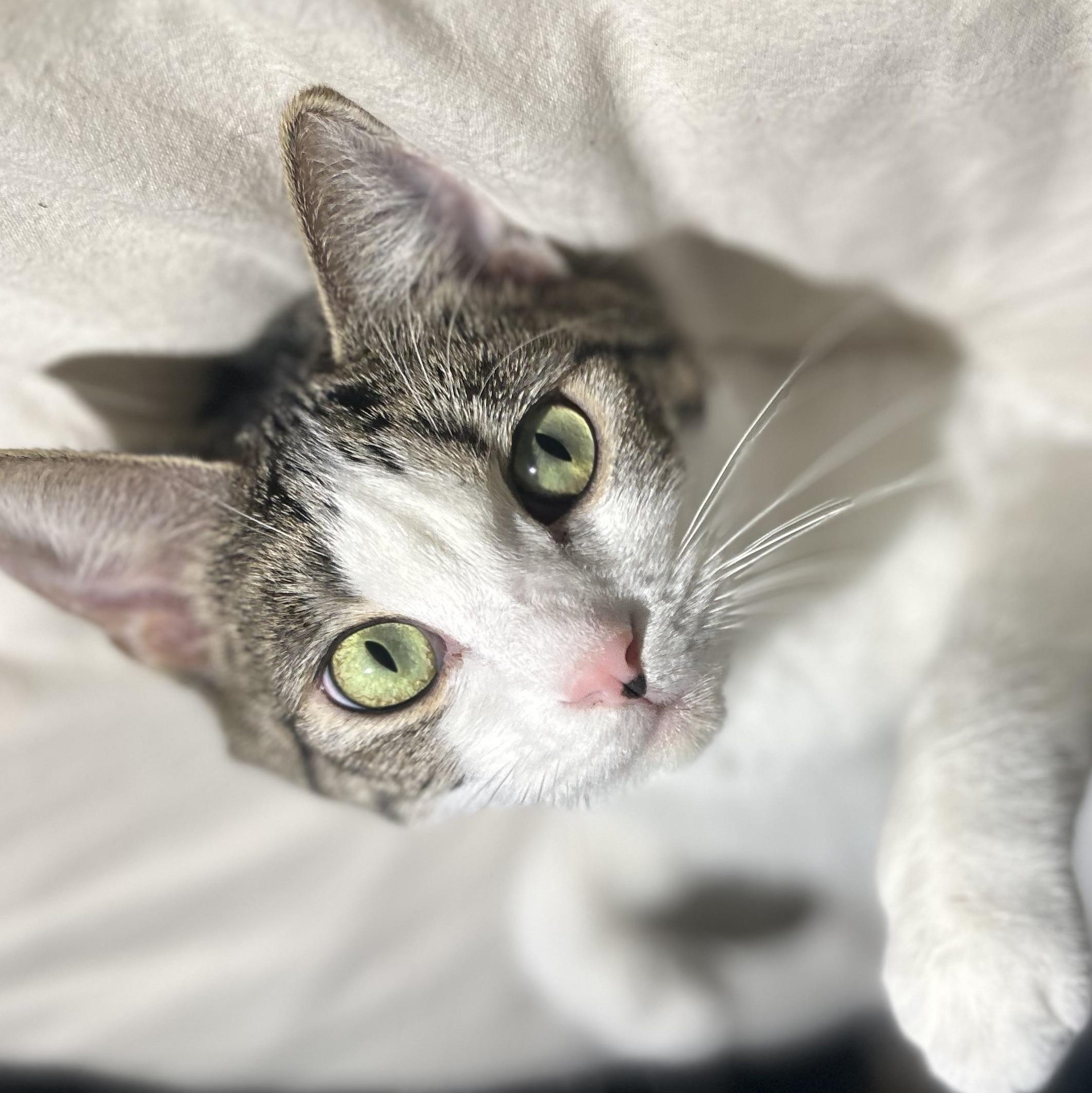 Penelope, an adopted Domestic Short Hair in Santa Ana, CA image 1/3