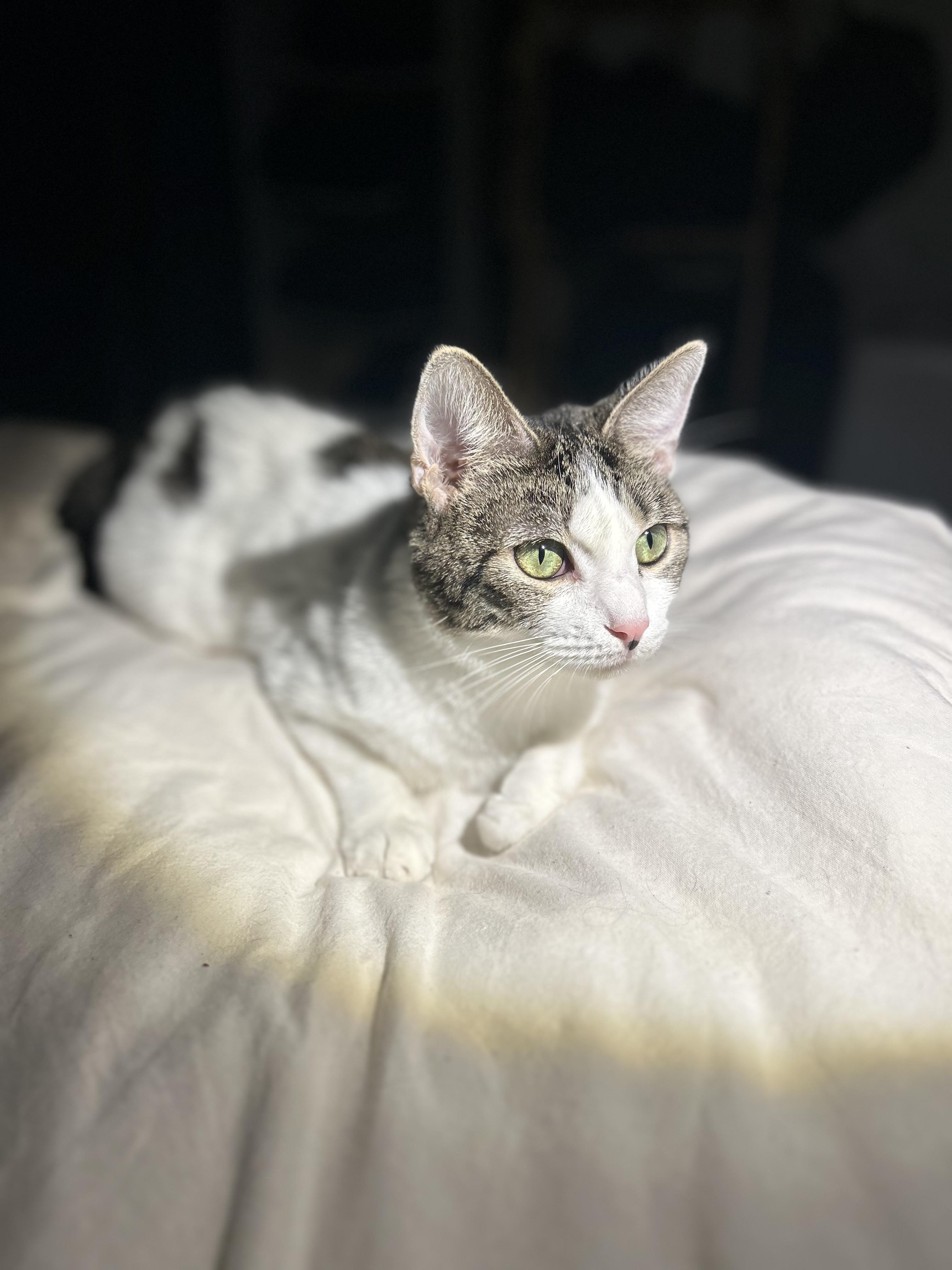 Penelope, an adopted Domestic Short Hair in Santa Ana, CA image 2/3