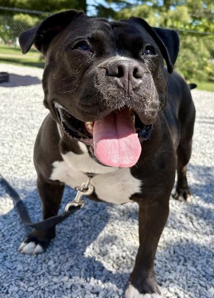 Royalty, Adoptable, Adult Female American Bulldog & Mixed Breed.