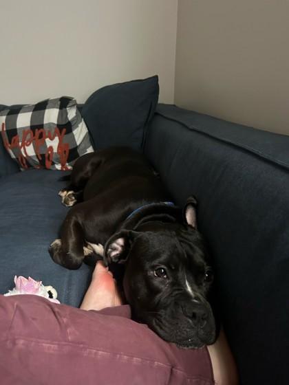 Royalty, Adoptable, Adult Female American Bulldog & Mixed Breed.