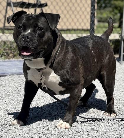 Enlarge Royalty, a Adoptable mixed breed in Cincinnati, OH image 2/3