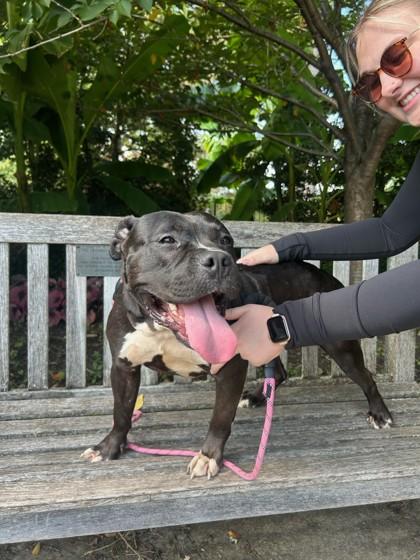 Enlarge Royalty, a Adoptable mixed breed in Cincinnati, OH image 2/3