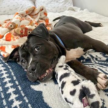 Enlarge Royalty, a Adoptable mixed breed in Cincinnati, OH image 3/3