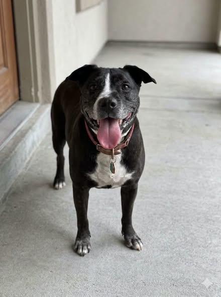 Luna, ADOPTABLE, Adult Female Australian Cattle Dog / Blue Heeler.