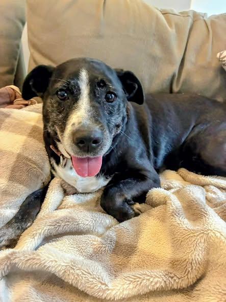 Luna, a ADOPTABLE mixed breed in Cranston, RI image 2/3