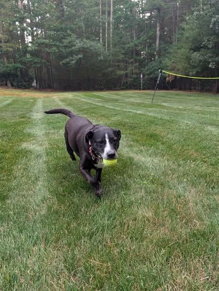 Luna, a ADOPTABLE mixed breed in Cranston, RI image 3/3