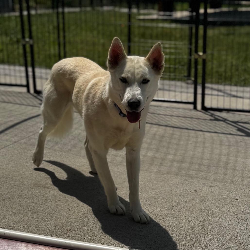Snow, Adoptable, Adult Female Husky.