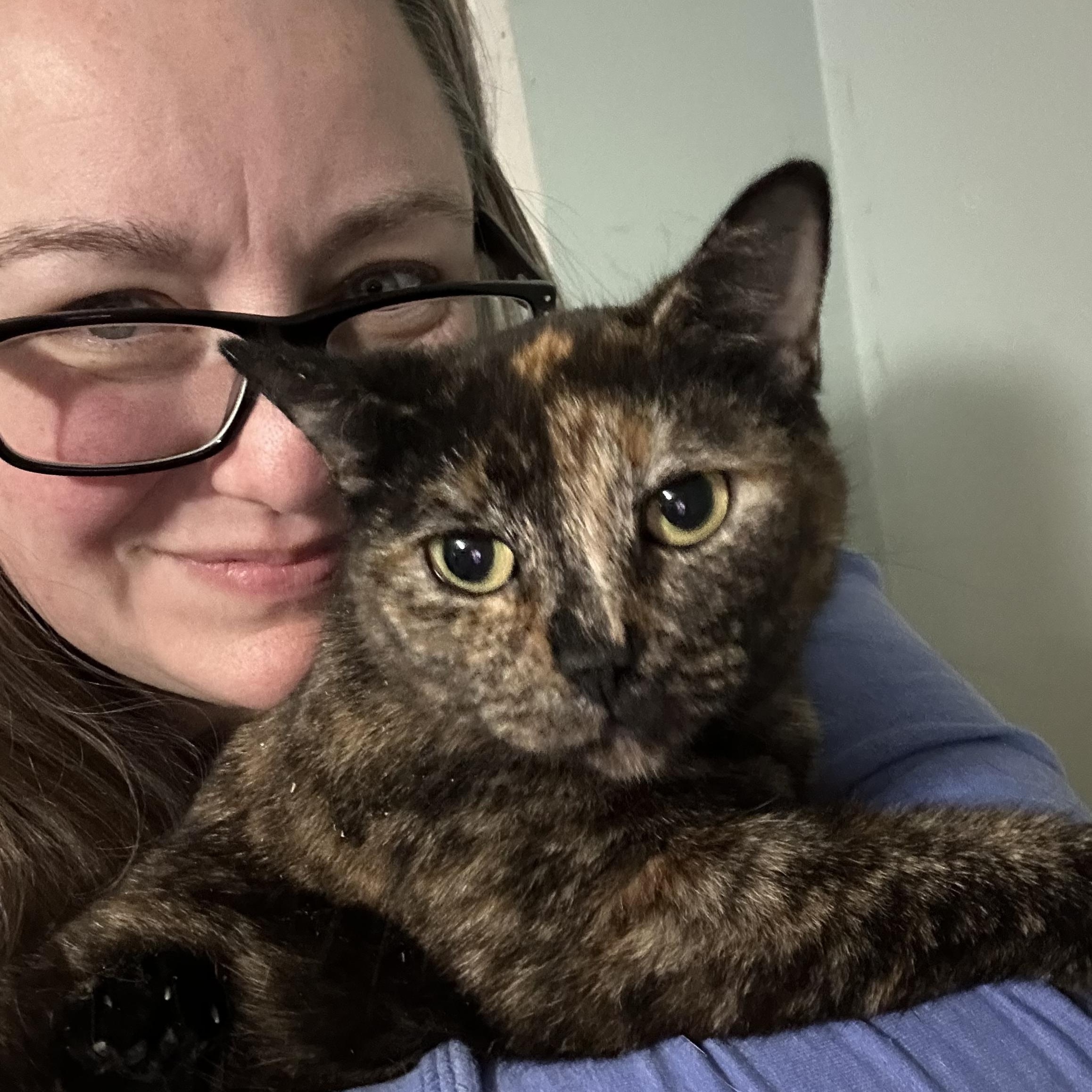 SPOT, adoptable, Young Female Tortoiseshell.