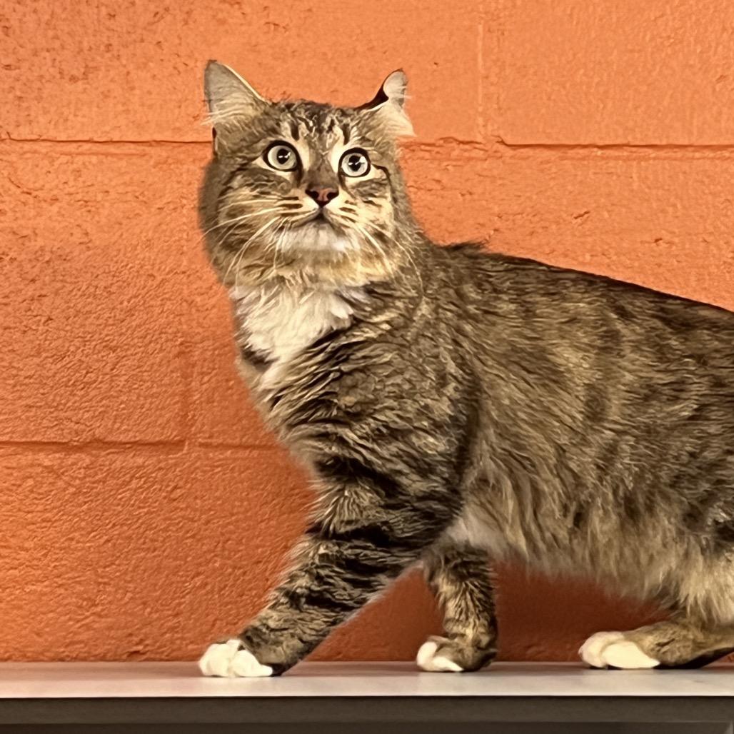 Mikey, Adoptable, Adult Male Domestic Medium Hair.