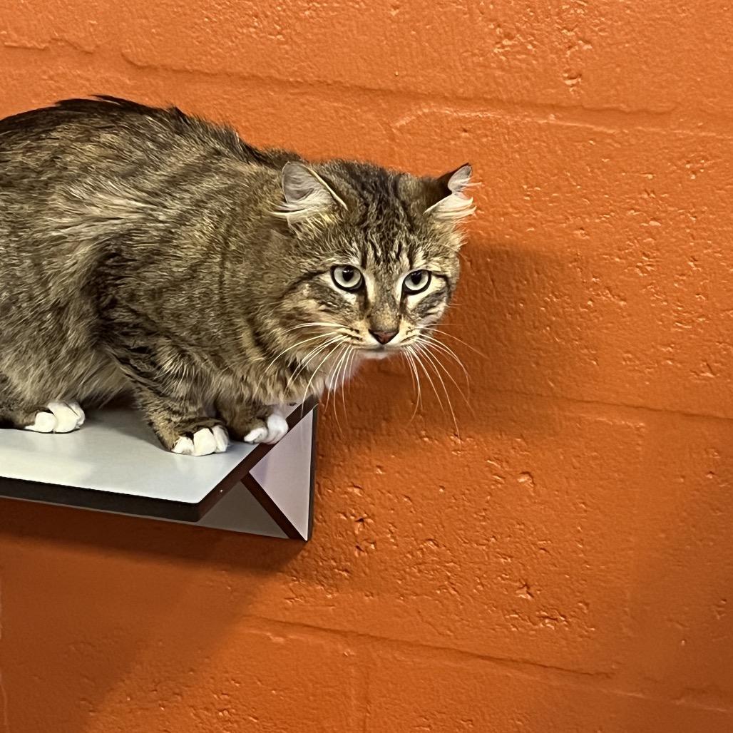 Enlarge Mikey, a Adoptable Domestic Medium Hair in Sarasota, FL image 2/2