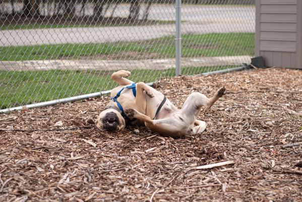 Gus ($0 Adoption Fee), Adoptable, Adult Male Mastiff.