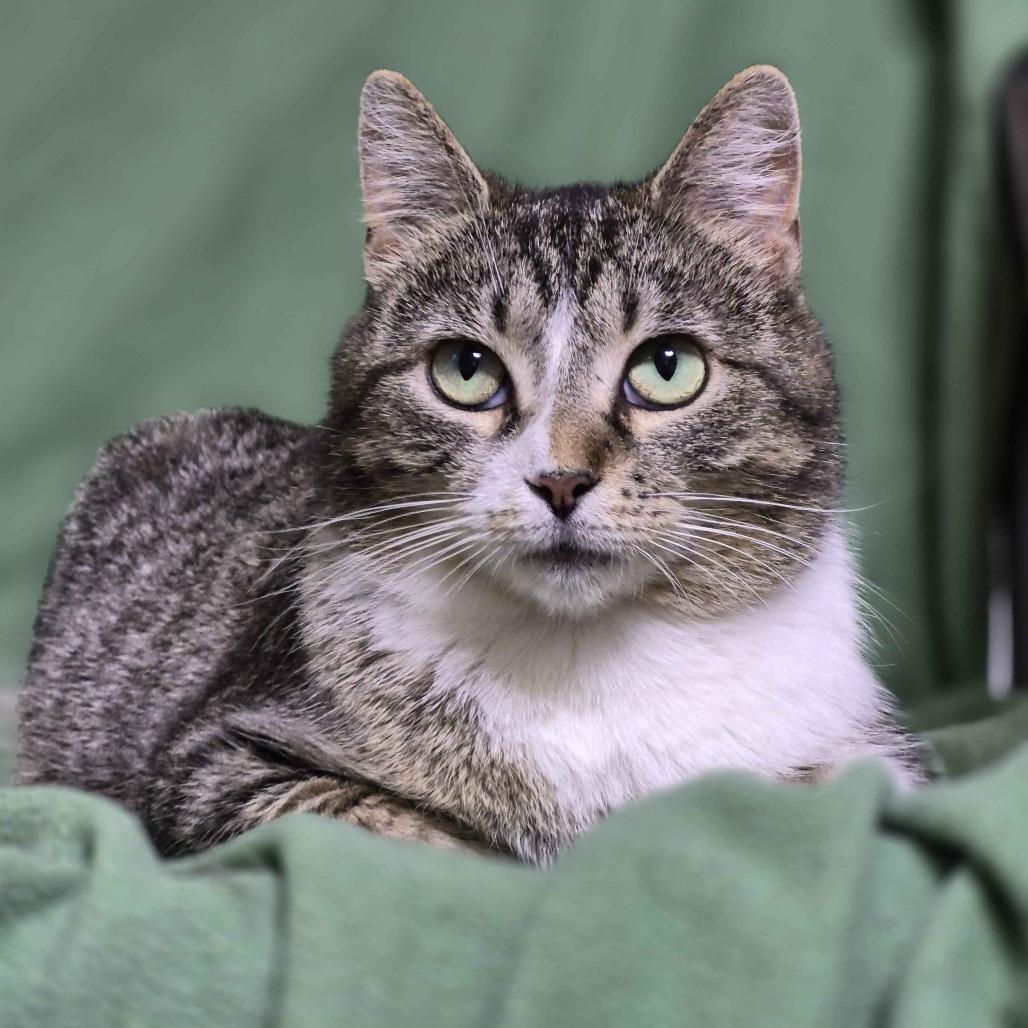 Tulip (Bonded to Flower), Adoptable, Adult Female Domestic Short Hair.