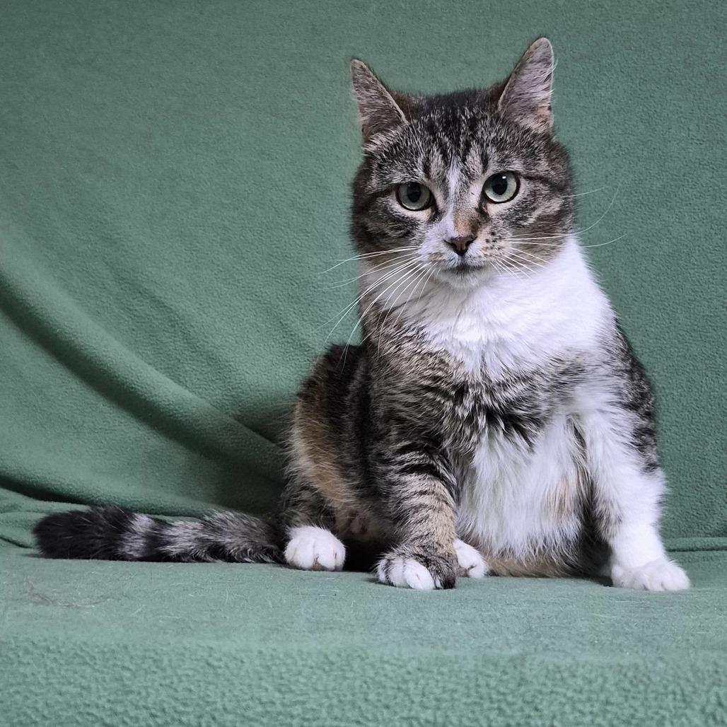 Enlarge Tulip (Bonded to Flower), a Adoptable Domestic Short Hair in Richmond, KY image 2/6