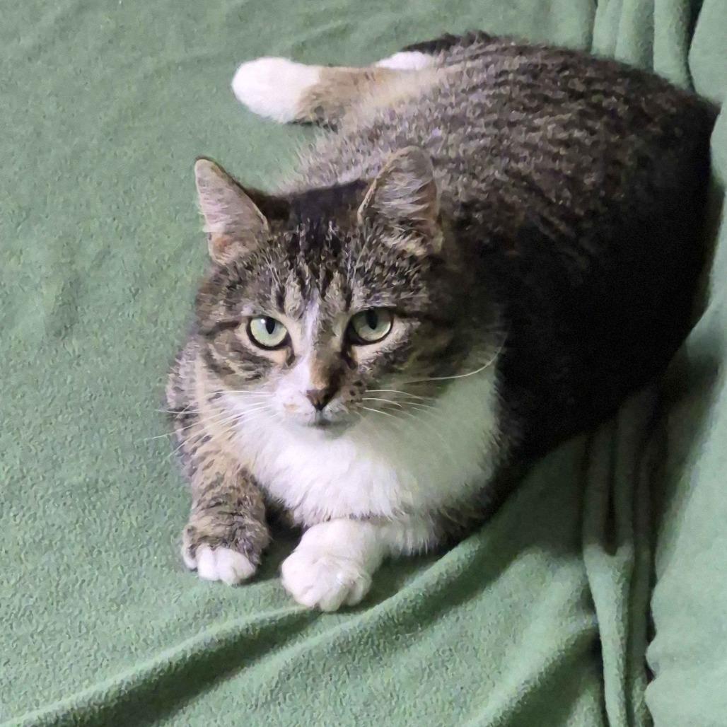 Enlarge Tulip (Bonded to Flower), a Adoptable Domestic Short Hair in Richmond, KY image 3/6