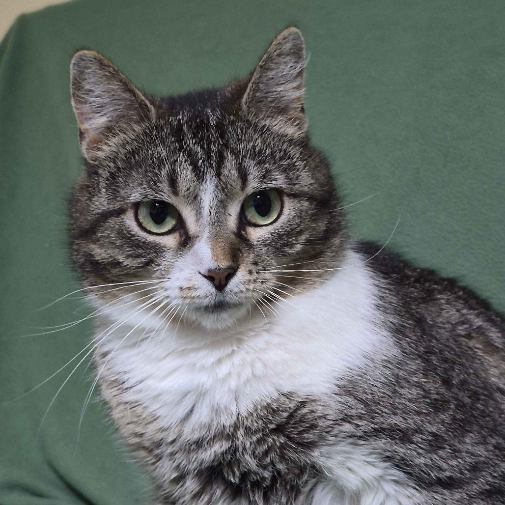 Enlarge Tulip (Bonded to Flower), a Adoptable Domestic Short Hair in Richmond, KY image 4/6