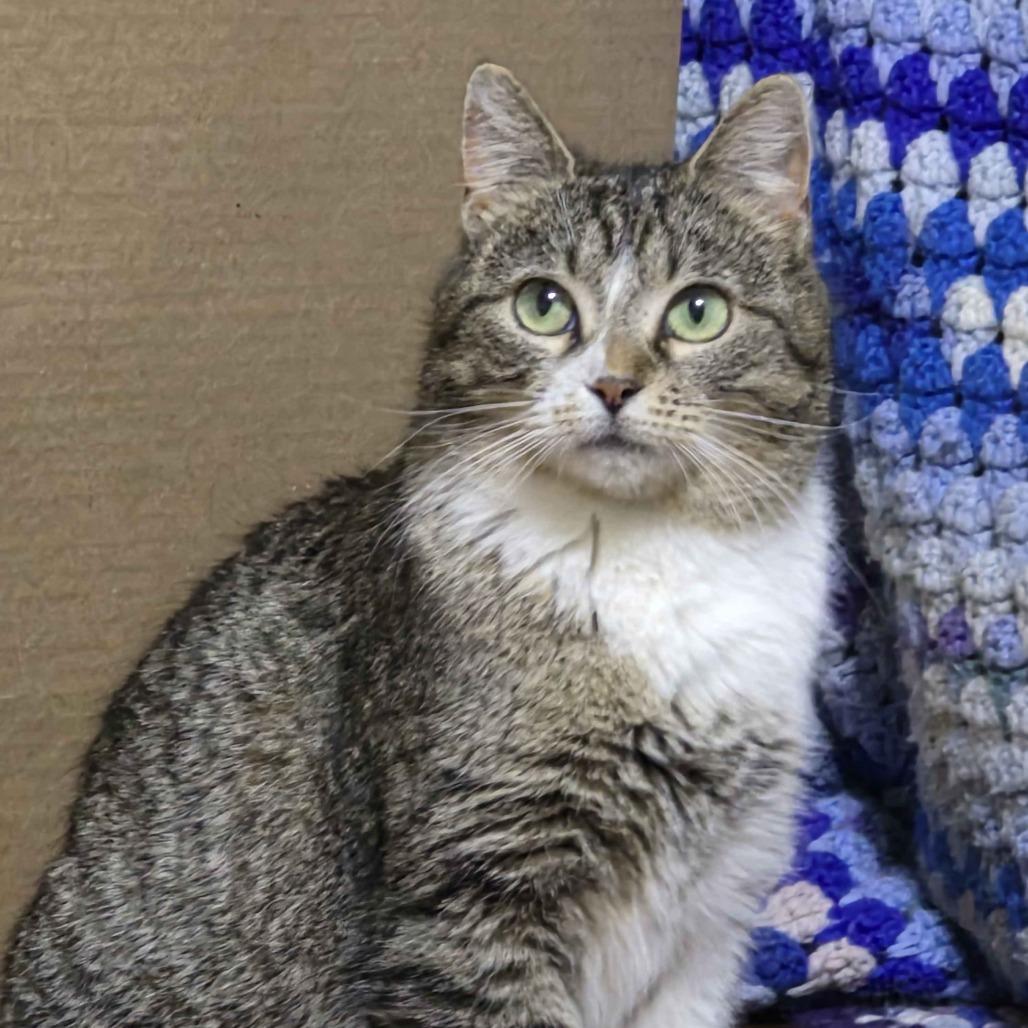 Enlarge Tulip (Bonded to Flower), a Adoptable Domestic Short Hair in Richmond, KY image 5/6