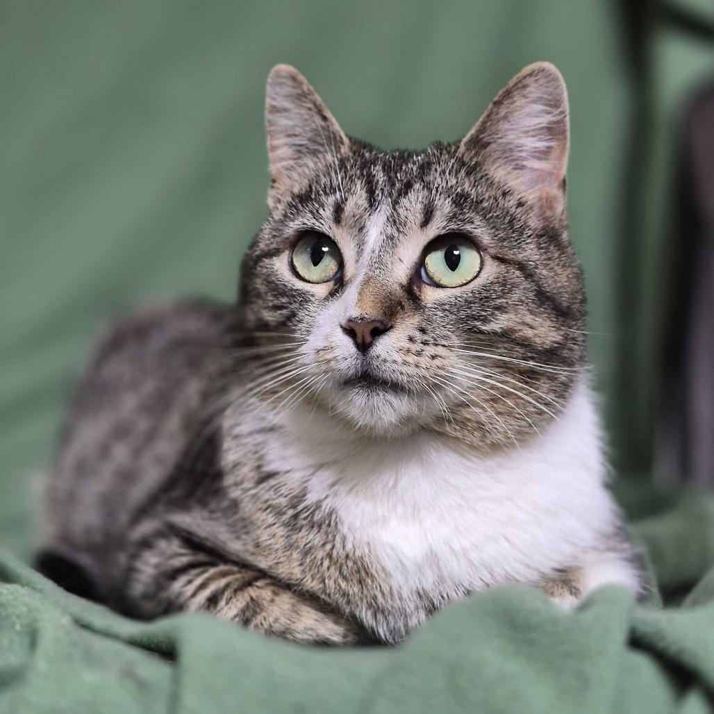 Enlarge Tulip (Bonded to Flower), a Adoptable Domestic Short Hair in Richmond, KY image 6/6