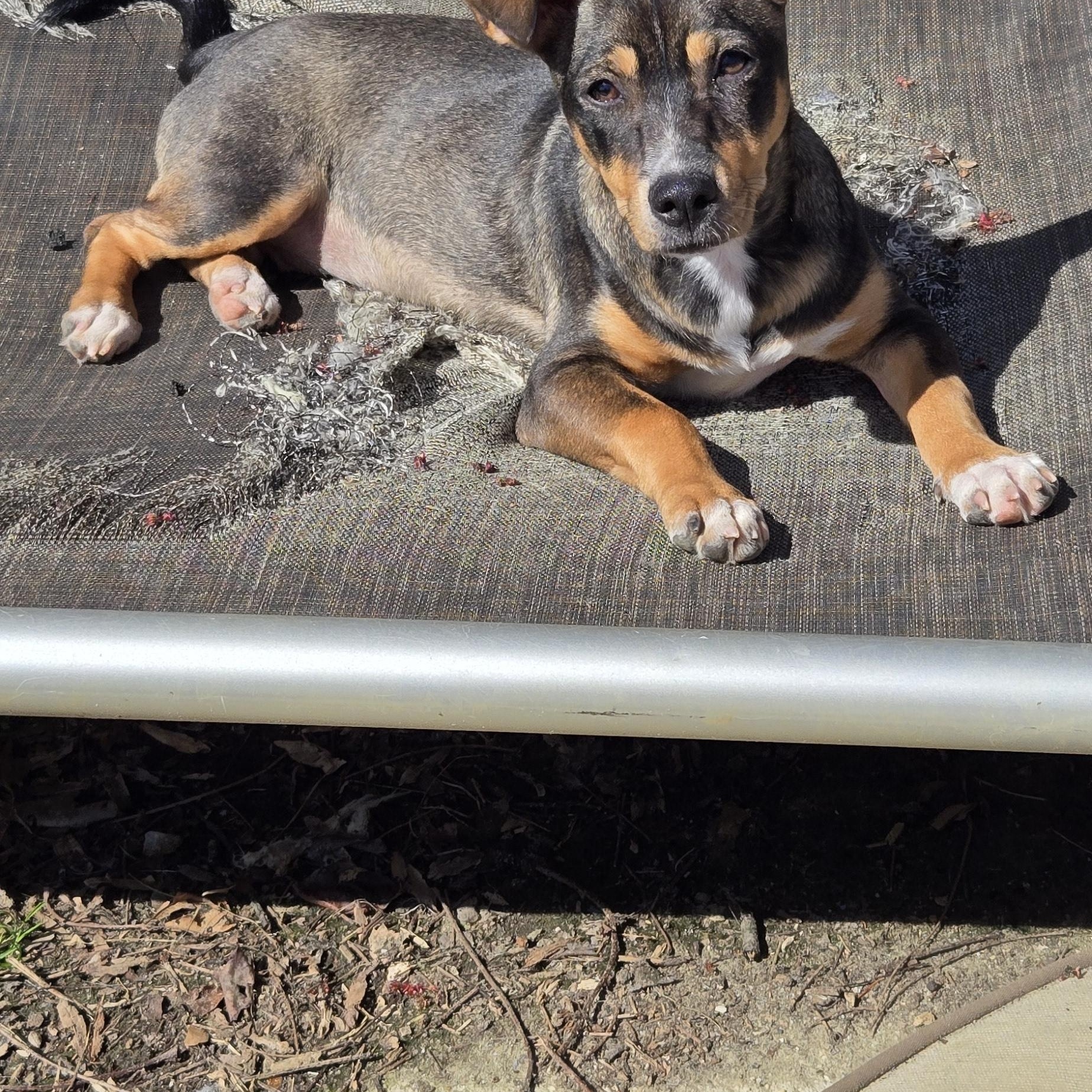 Enlarge Canela , a ADOPTABLE mixed breed in New York, NY image 6/6