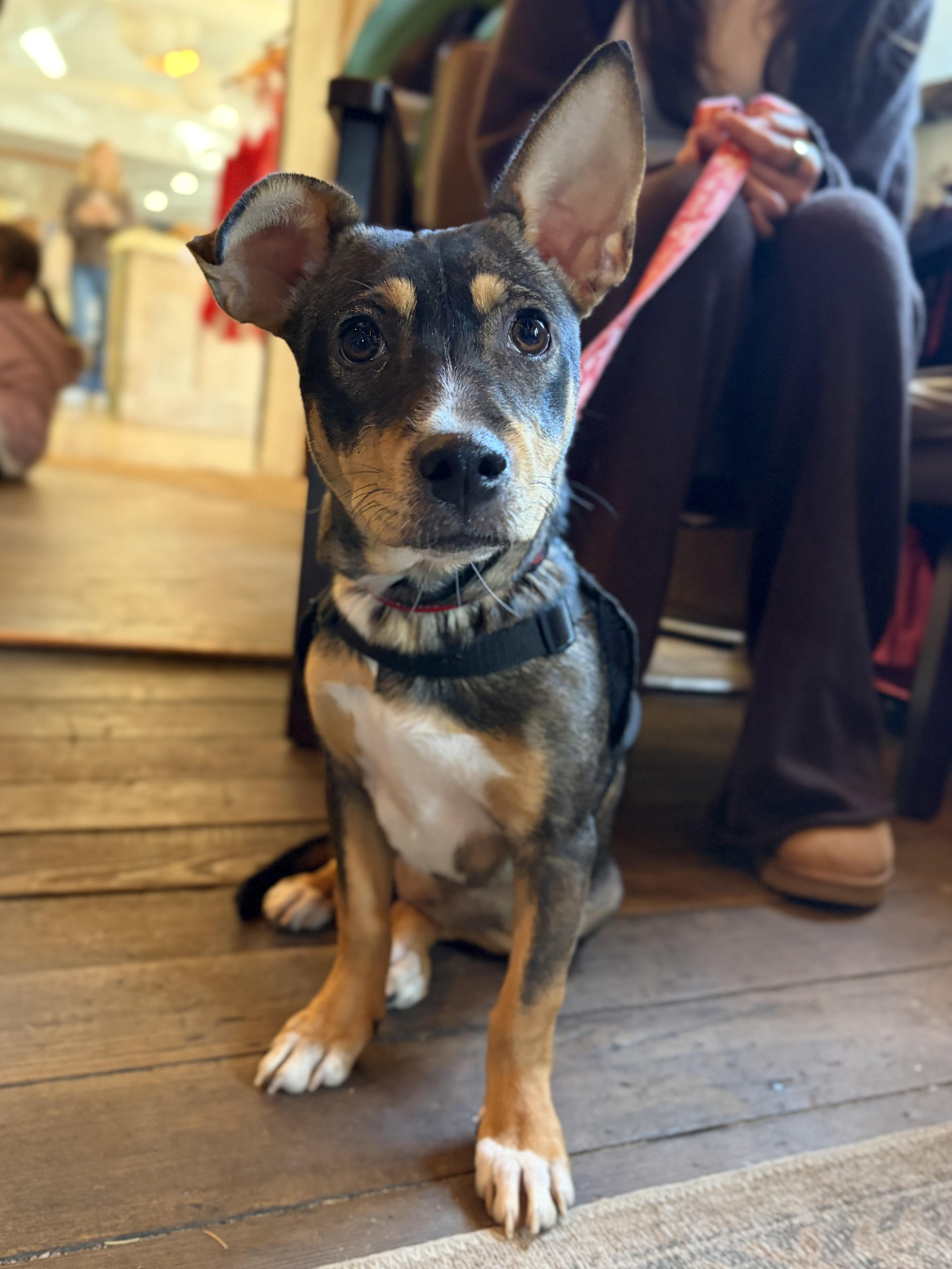 Enlarge Canela , a ADOPTABLE mixed breed in New York, NY image 1/6