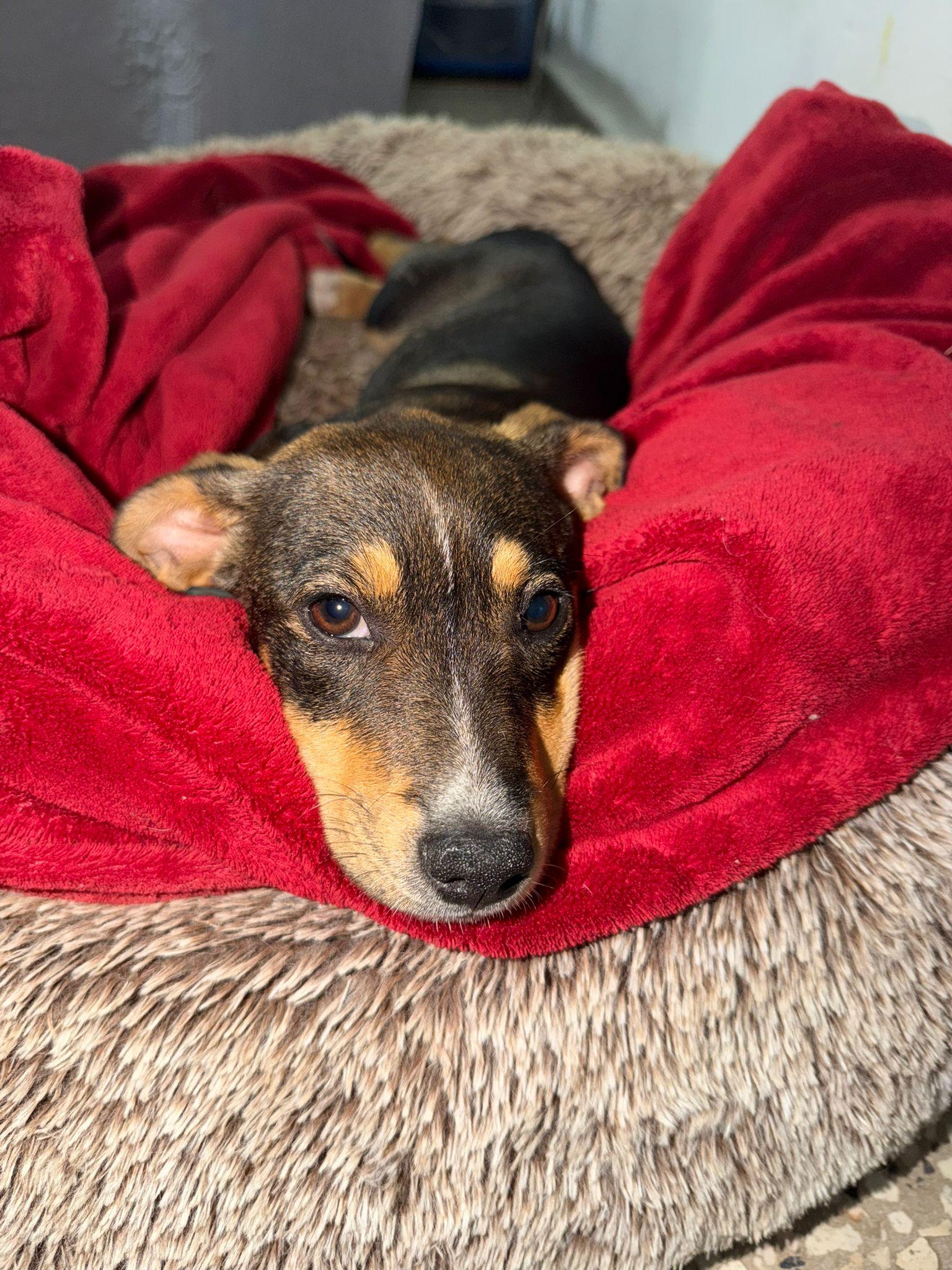 Enlarge Canela , a ADOPTABLE mixed breed in New York, NY image 4/6