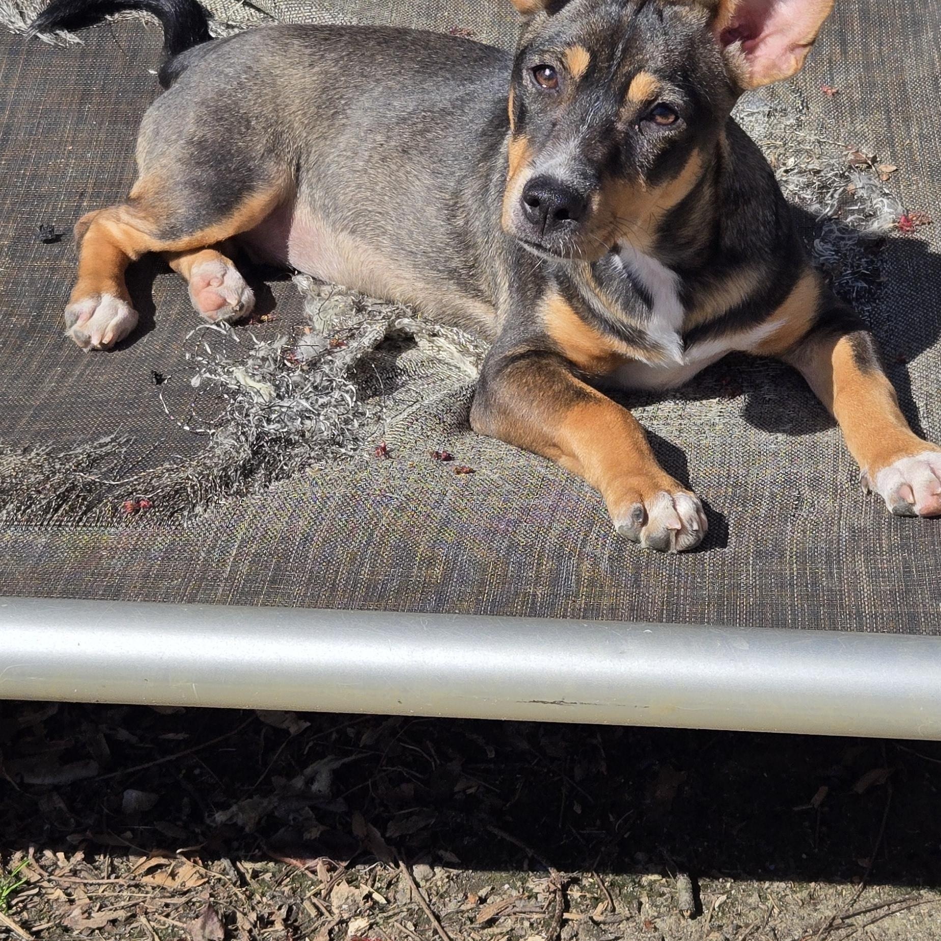 Enlarge Canela , a ADOPTABLE mixed breed in New York, NY image 5/6