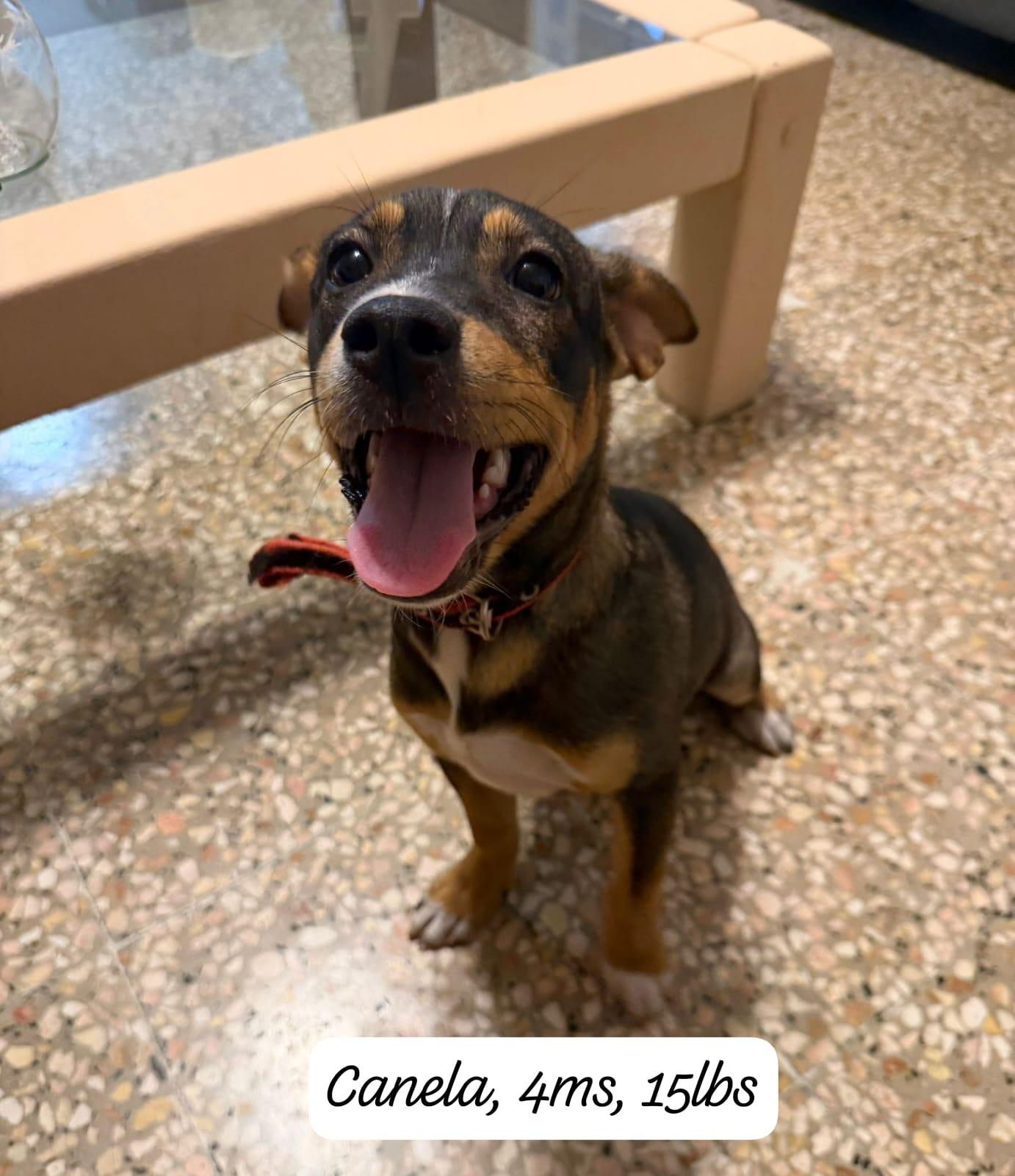 Enlarge Canela , a ADOPTABLE mixed breed in New York, NY image 2/6