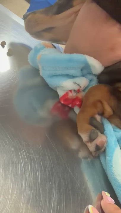 Enlarge Canela , a ADOPTABLE mixed breed in New York, NY video 3/6