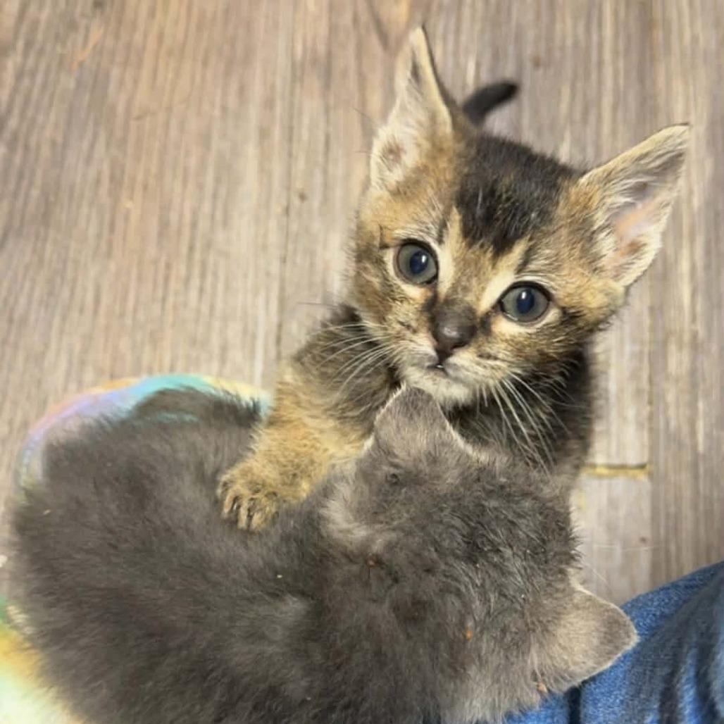 Porky, Adoptable, Kitten Male Domestic Short Hair.