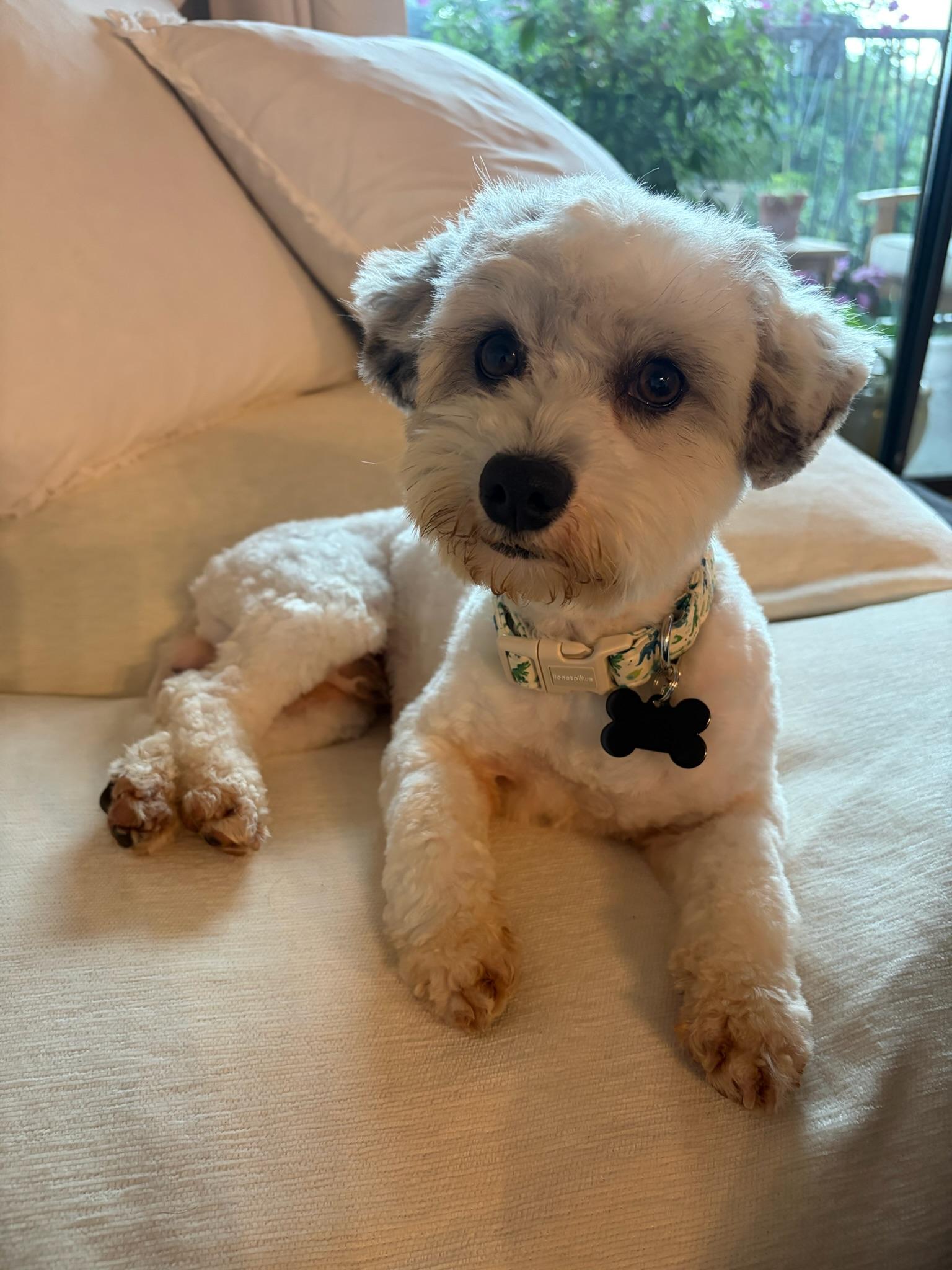 Ziggy, Adoptable, Young Male Miniature Poodle.