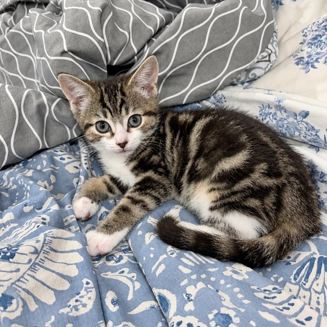 Enlarge Glimmer, a Adoptable Domestic Short Hair in Moriches, NY image 1/1