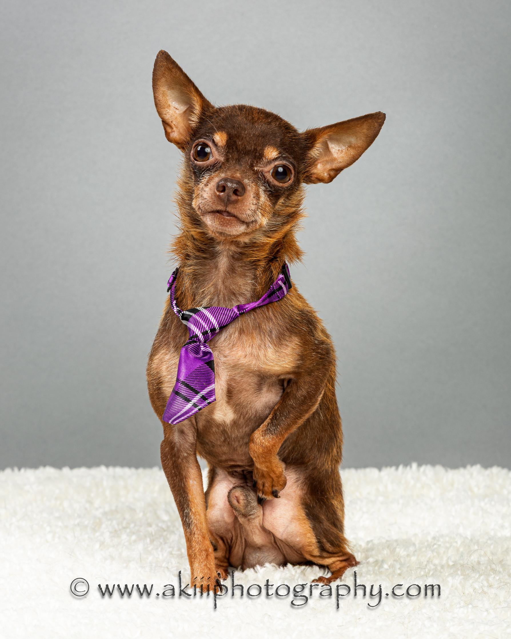 Chocolate Chip ("Chip" for short), a Adoptable Chihuahua in Plano, TX image 1/6