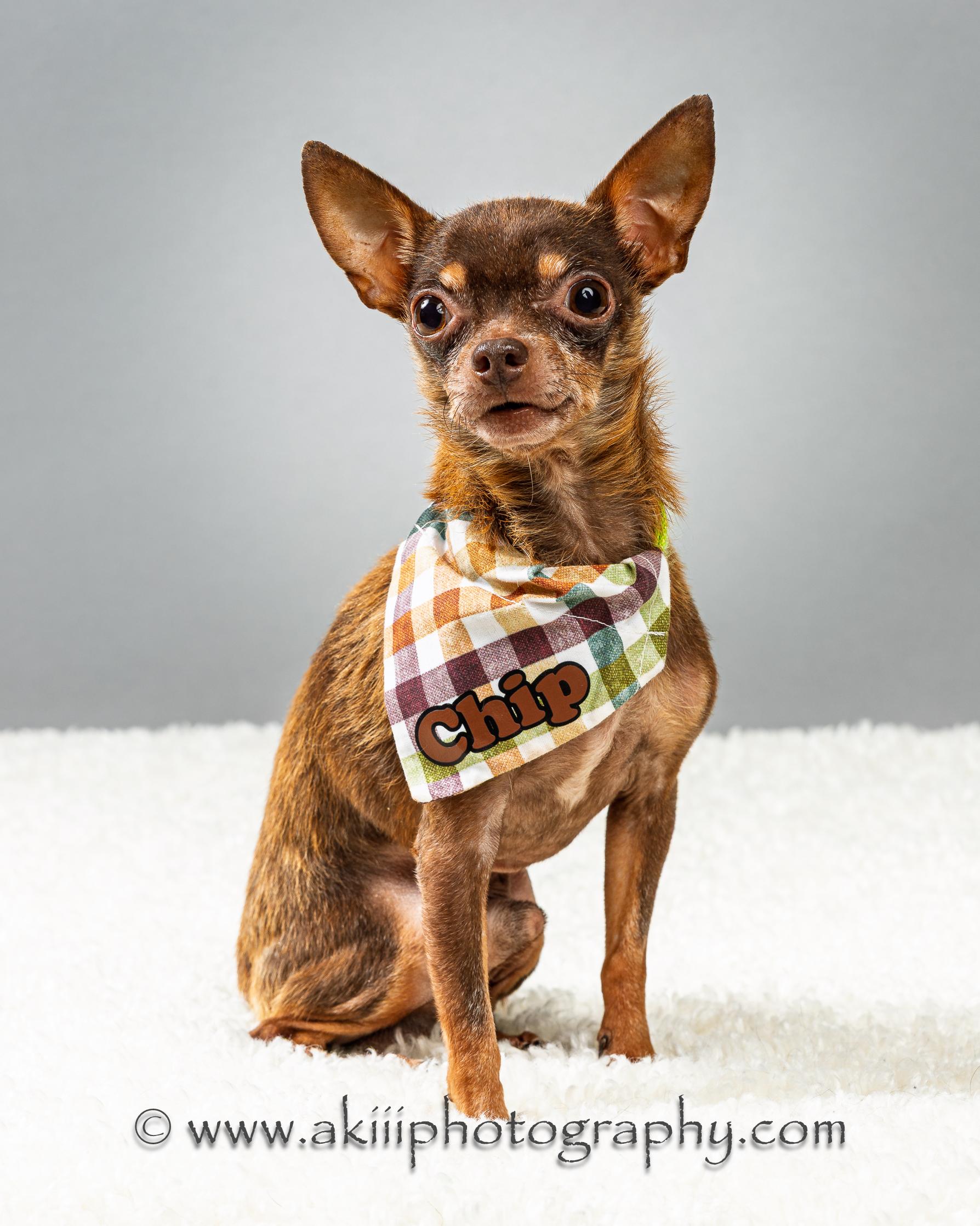 Chocolate Chip ("Chip" for short), a Adoptable Chihuahua in Plano, TX image 2/6