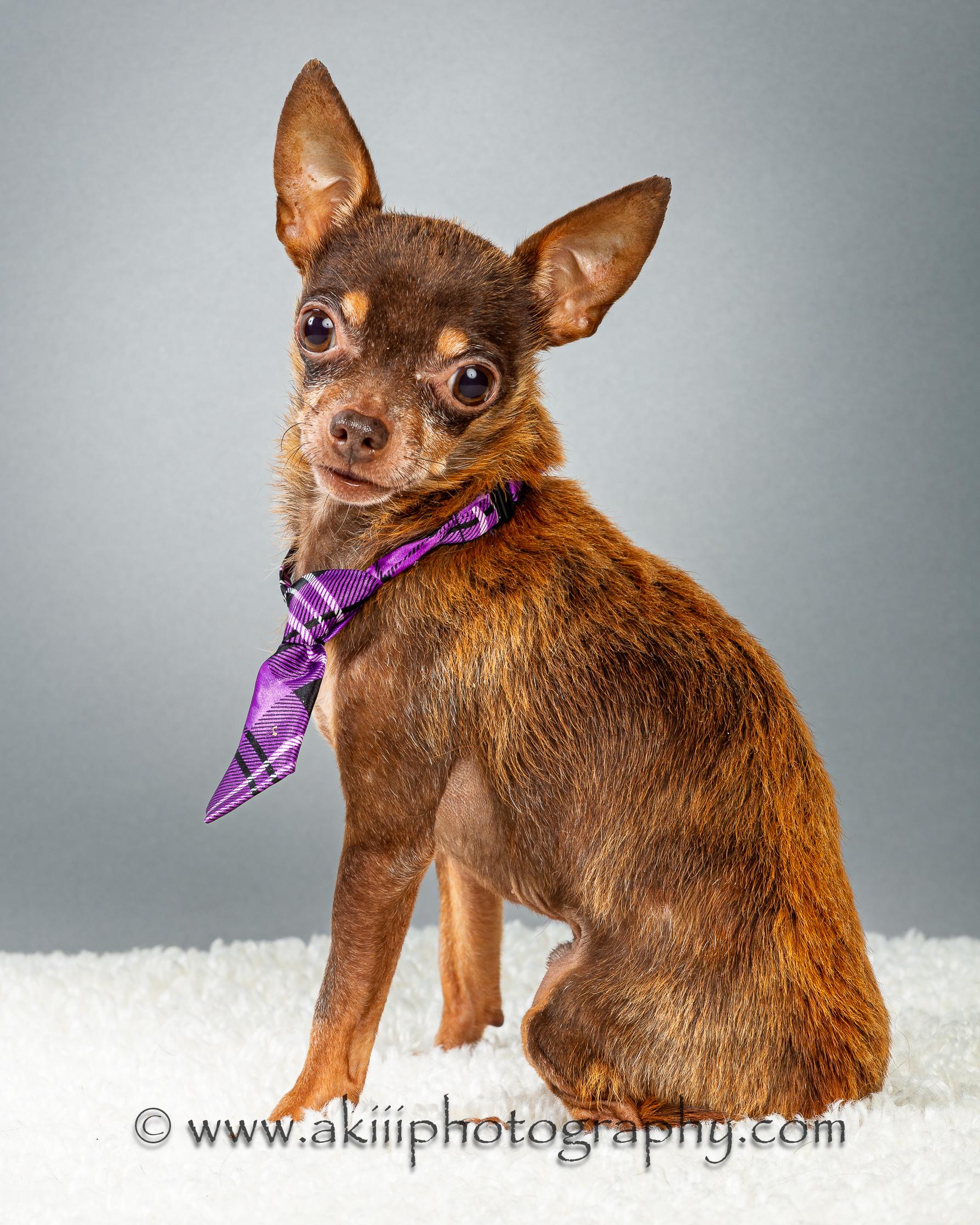 Chocolate Chip ("Chip" for short), a Adoptable Chihuahua in Plano, TX image 3/6