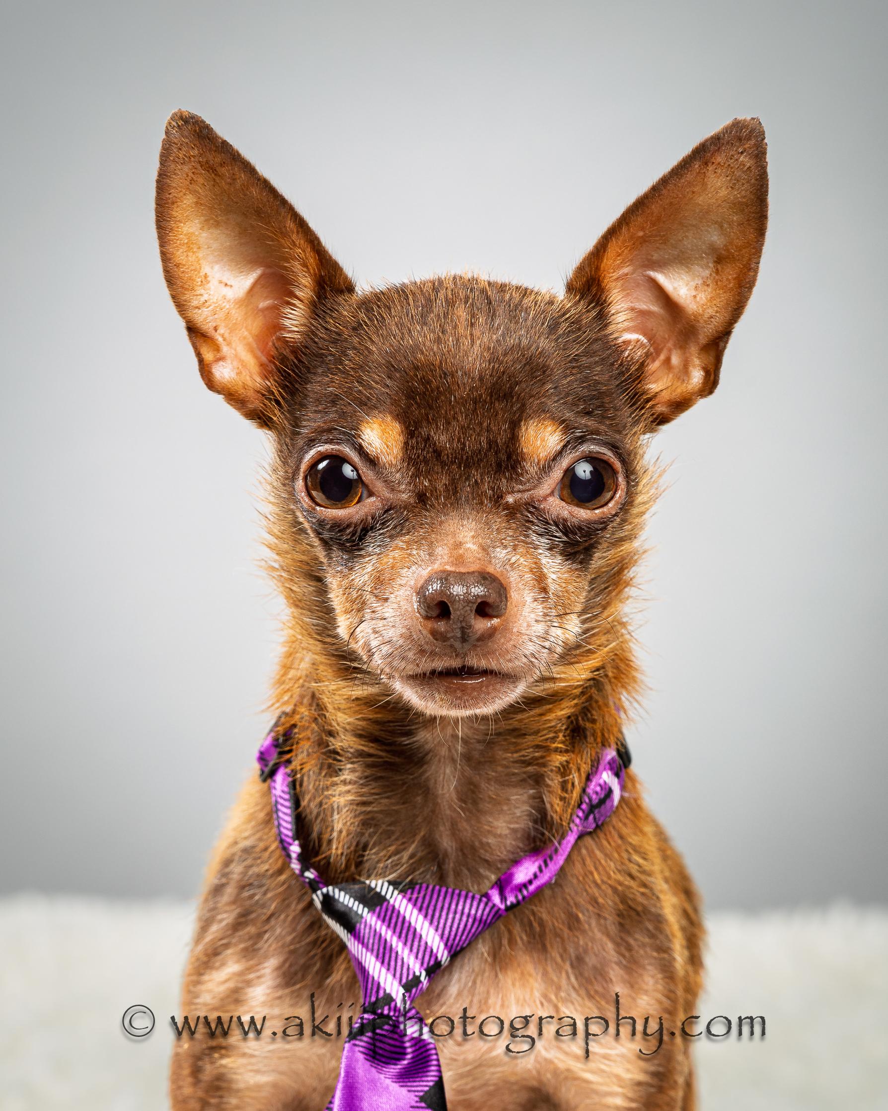 Chocolate Chip ("Chip" for short), a Adoptable Chihuahua in Plano, TX image 4/6