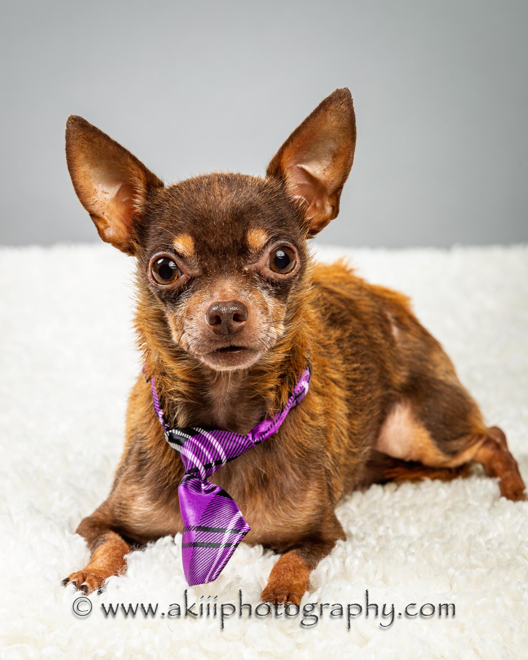 Chocolate Chip ("Chip" for short), a Adoptable Chihuahua in Plano, TX image 5/6