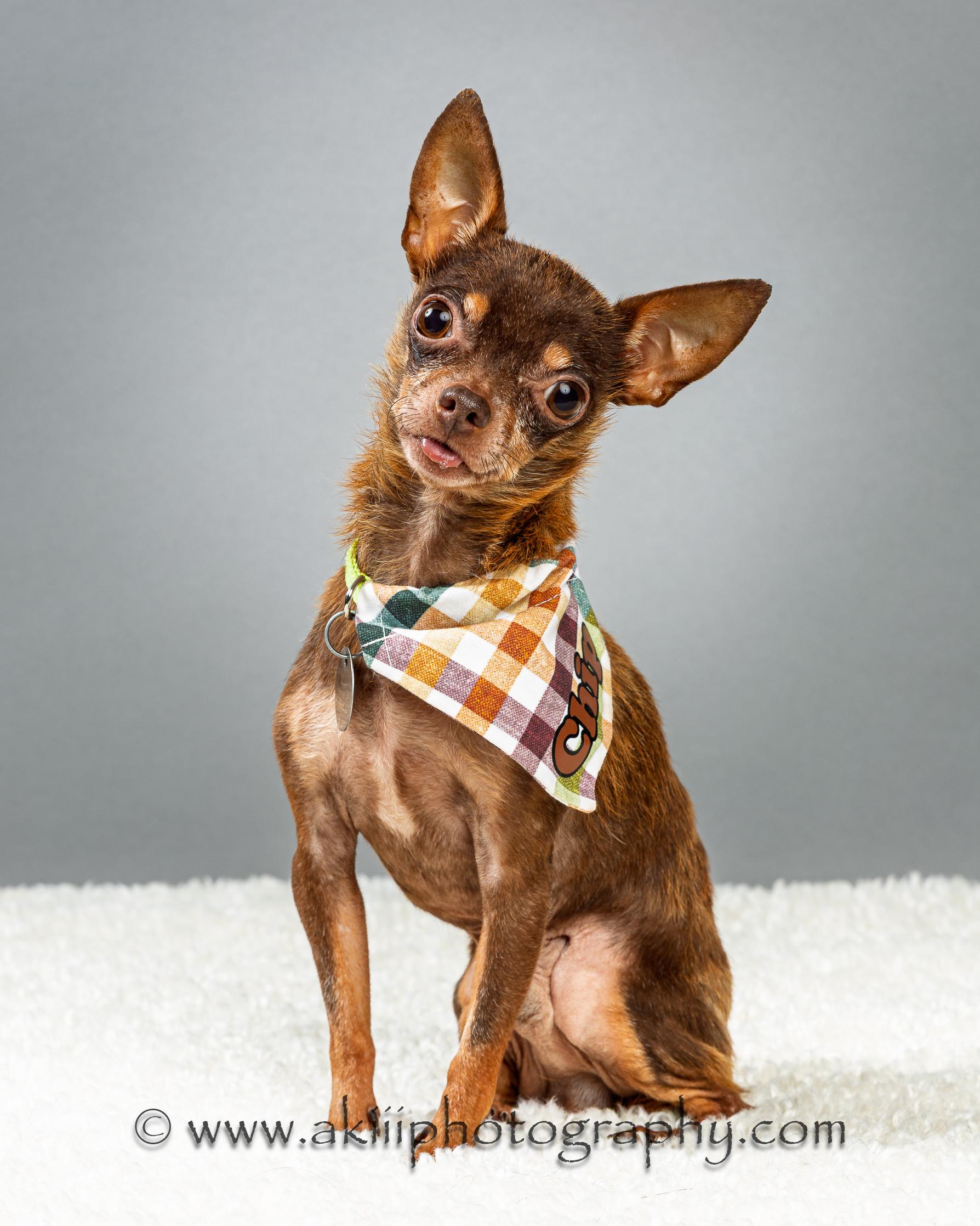 Chocolate Chip ("Chip" for short), a Adoptable Chihuahua in Plano, TX image 6/6