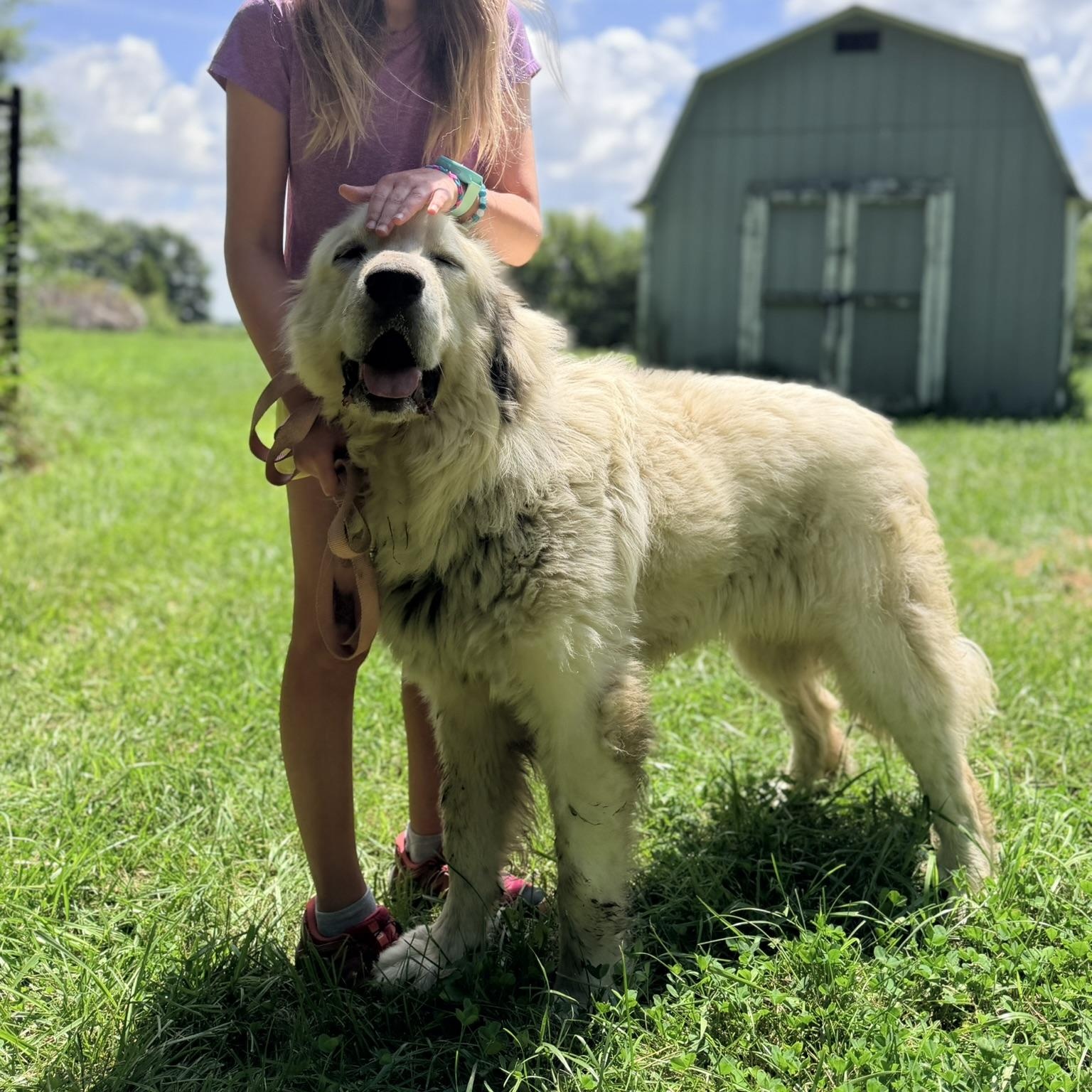Ari - New to Rescue - Need Foster, a ADOPTABLE Great Pyrenees in Indianapolis, IN image 1/3