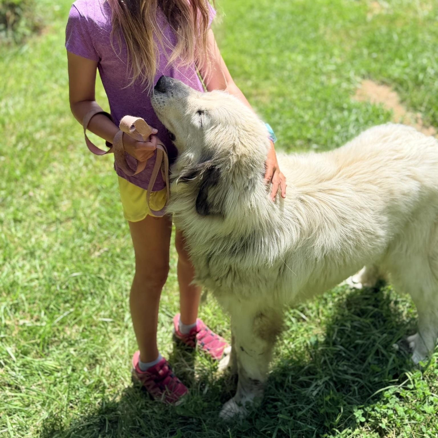Ari - New to Rescue - Need Foster, a ADOPTABLE Great Pyrenees in Indianapolis, IN image 2/3