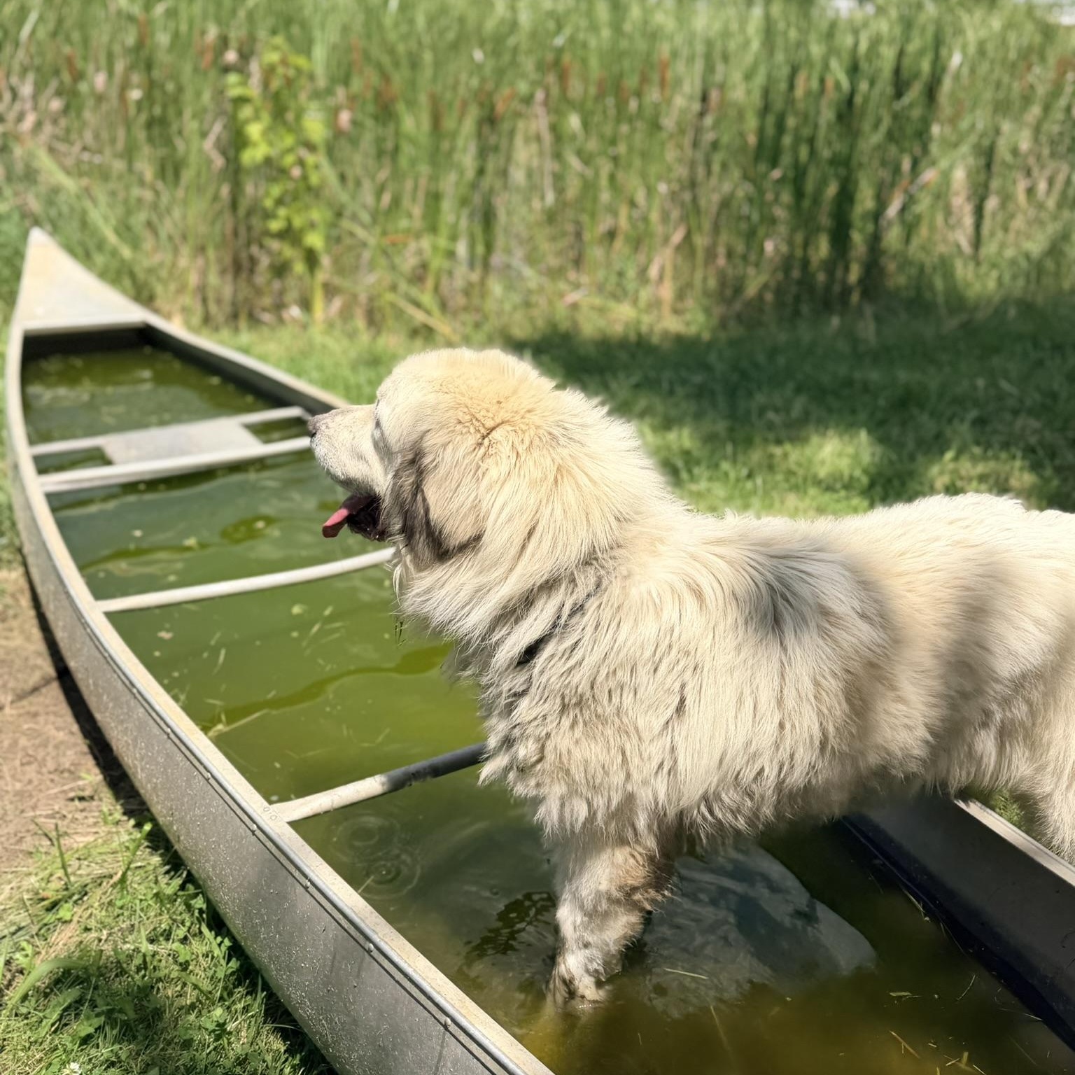 Ari - New to Rescue - Need Foster, a ADOPTABLE Great Pyrenees in Indianapolis, IN image 3/3