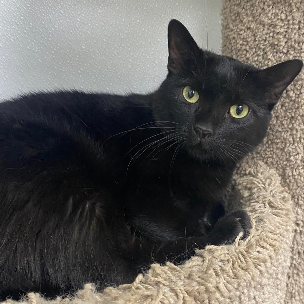 Catarina, Adoptable, Adult Female Domestic Short Hair.